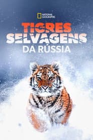 Affiche de Tigres Selvagens da Rússia