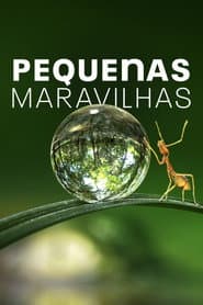 Poster for Pequenas Maravilhas