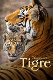 Pôster de Tigre