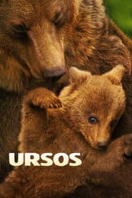 Affiche de Ursos