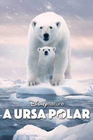 Pôster de A Ursa Polar