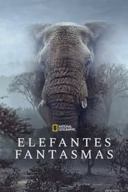 Pôster de Elefantes Fantasmas