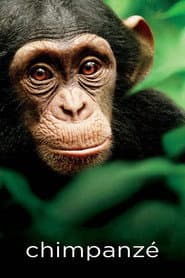 Affiche de Chimpanzé